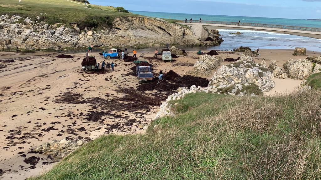 Muchas playas de Cantabria han amanecido este domingo con sus orillas teñidas del rojo de la caloca. La mala mar de estos días ha sacado estas algas del fondo marino, que han emergido formando montañas al borde del mar. Comienzan a verse cuadrillas extrayendo la caloca a paladas. Son los 'caloqueros', que, a la par que se ganan la vida secando y vendiendo estas algas, realizan una labor de limpieza de las playas. En estas imágenes, caloqueros trabajando en la Virgen del Mar y la playa de El Camello invadida de caloca.