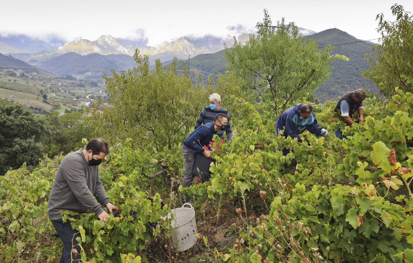 Segundo Cuesta, con uvas de la variedad Mencía. 