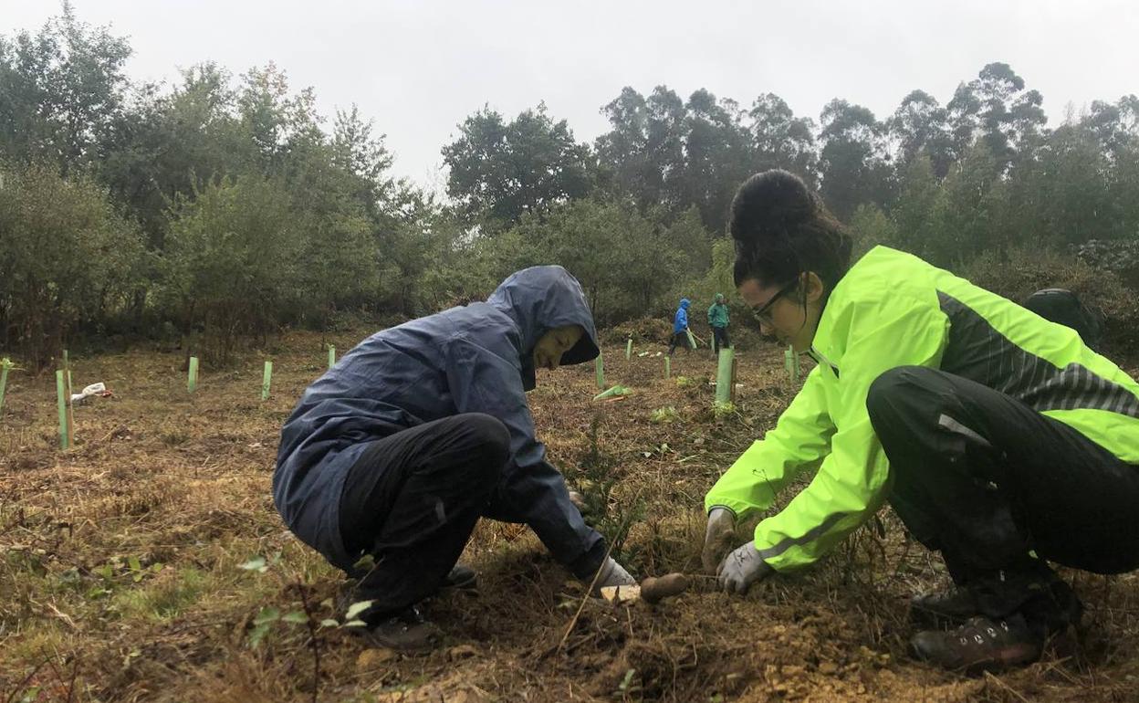 Imagen de la plantación realizada en el monte Argomeo el año pasado. 