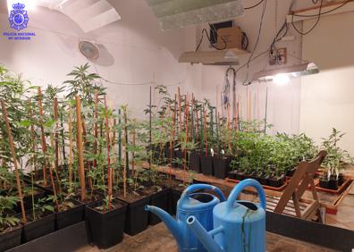 Imagen secundaria 1 - Desmantelada una sofisticada plantación de marihuana en una asociación cannábica de Santander