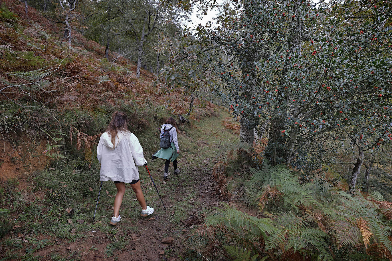 La Asociación de Desarrollo Rural Saja Nansa subvencionará un proyecto específico, a través del programa Leader, para acondicionar y señalizar la ruta de las cascadas de Viaña (Cabuérniga). Se unen a las cascadas de Lamiña (Ruente). Juntas componen un bello patrimonio natural que los dos ayuntamientos quieren potenciar.