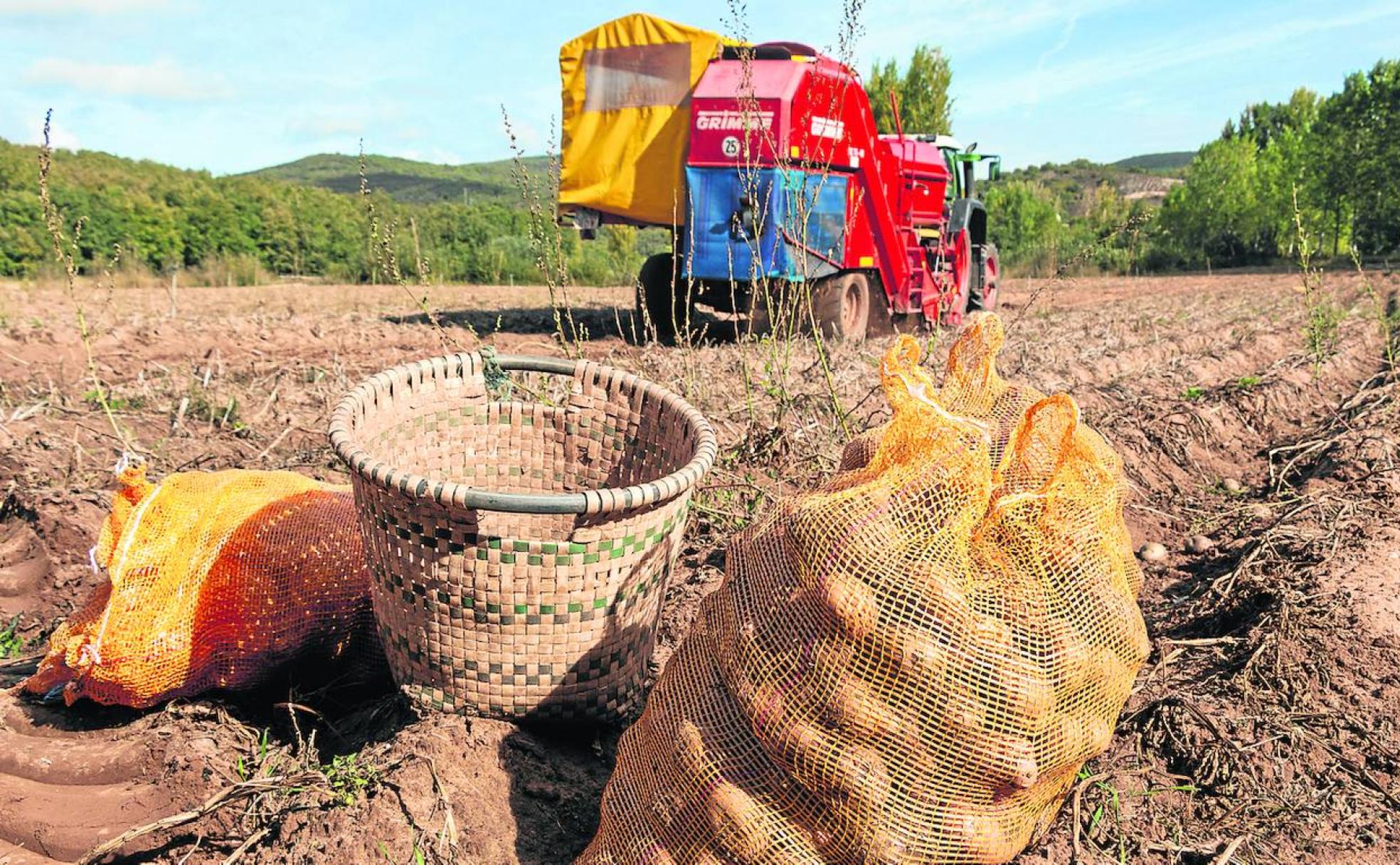 Valderredible cosecha su producto estrella