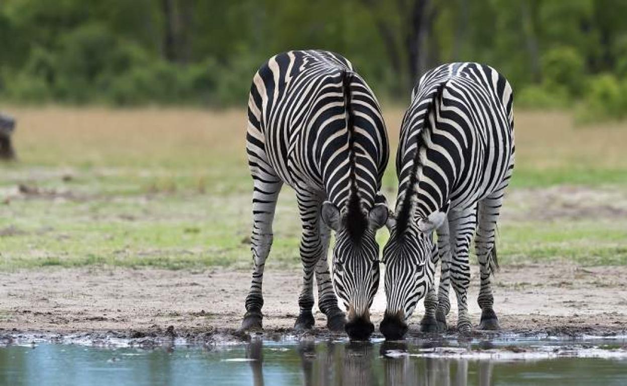 Cebras beben en un charca en el Serengeti. 