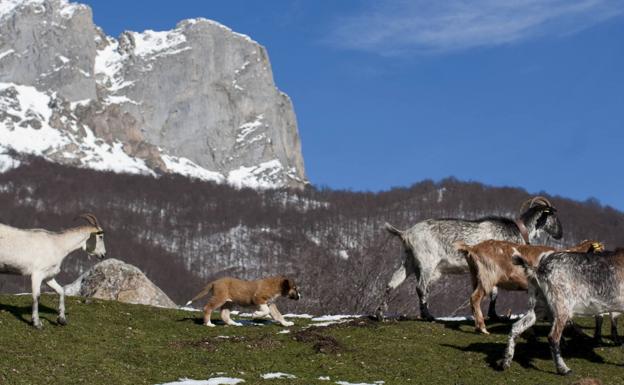 La CE premia el proyecto 'Pro-Biodiversidad', que ayuda a los pastores de Picos de Europa