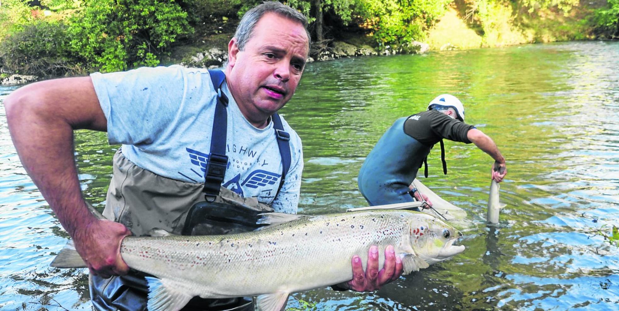 Dos técnicos operan en el río con algunos ejemplares de salmón.