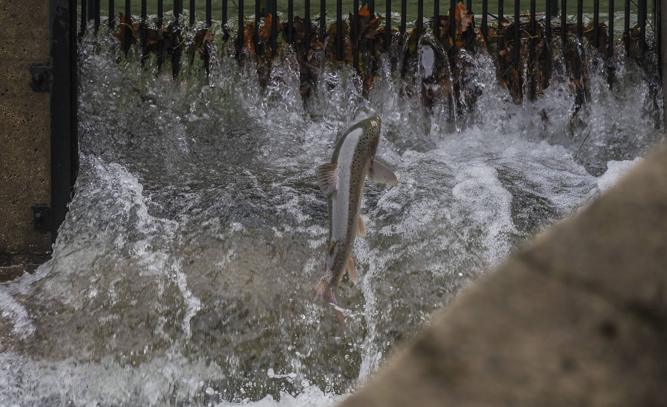 Se han abierto las escalas del río Pas este fin de semana con el fin de que los peces remontar el río y desovar aguas arriba.