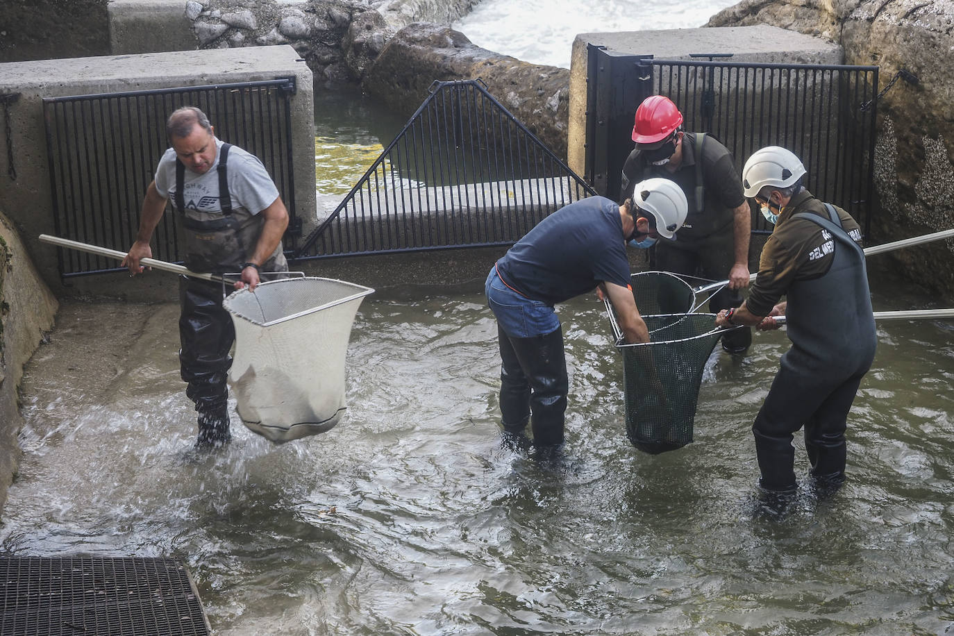 Se han abierto las escalas del río Pas este fin de semana con el fin de que los peces remontar el río y desovar aguas arriba.