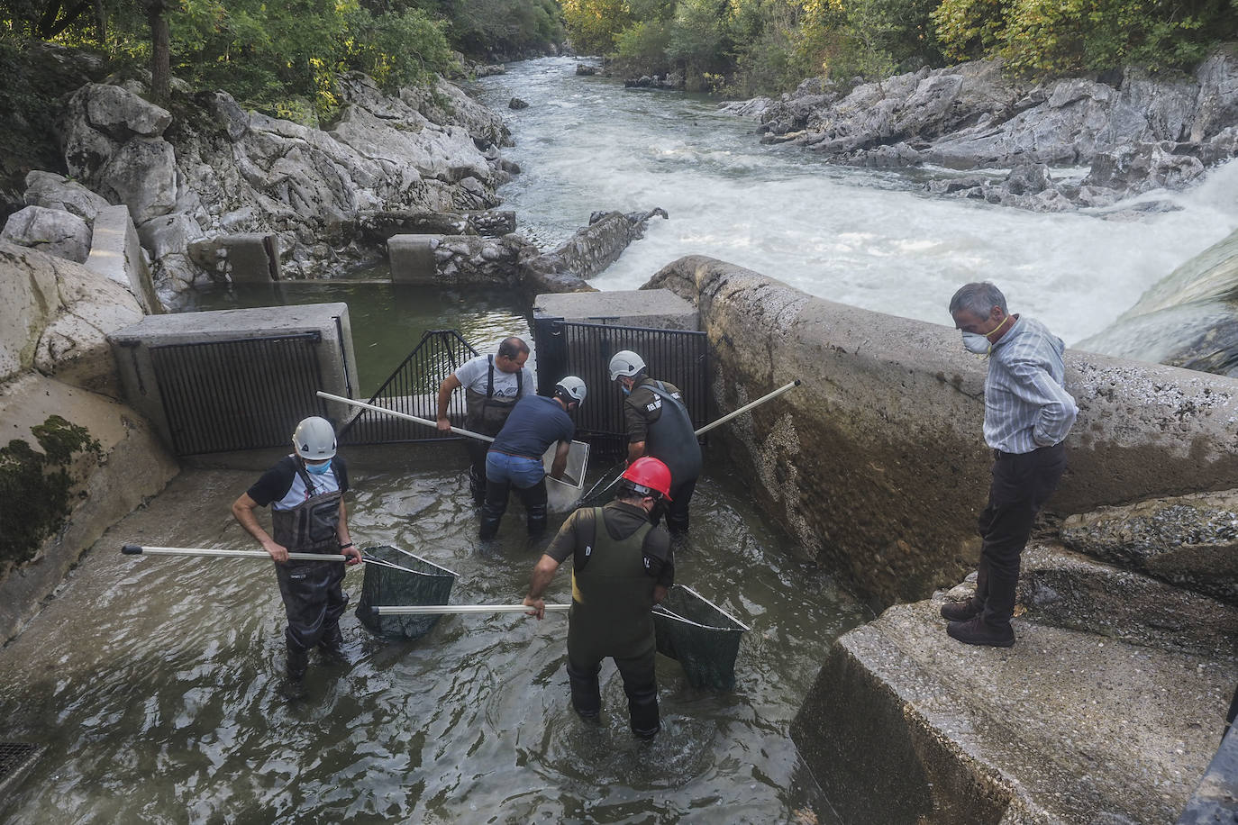 Se han abierto las escalas del río Pas este fin de semana con el fin de que los peces remontar el río y desovar aguas arriba.