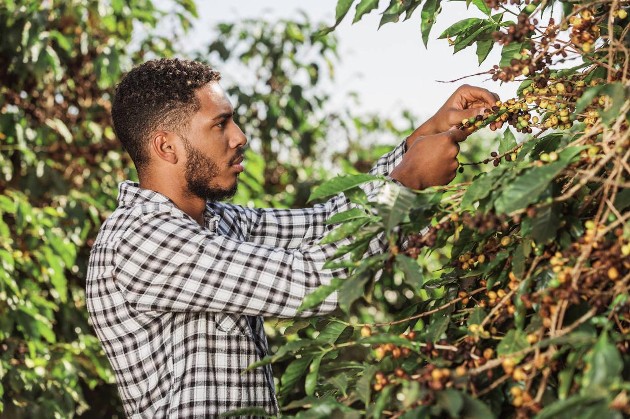 Un caficultor de Brasil comprueba la maduración de las cerezas de café en la planta del cafeto. 