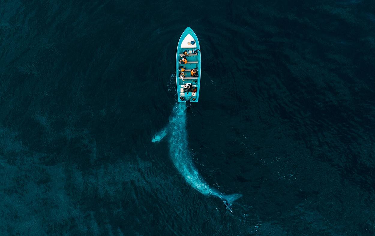 Joseph Cheires captura a esta ballena gris que empuja levemente un bote de turistas jugando con sus ocupantes.