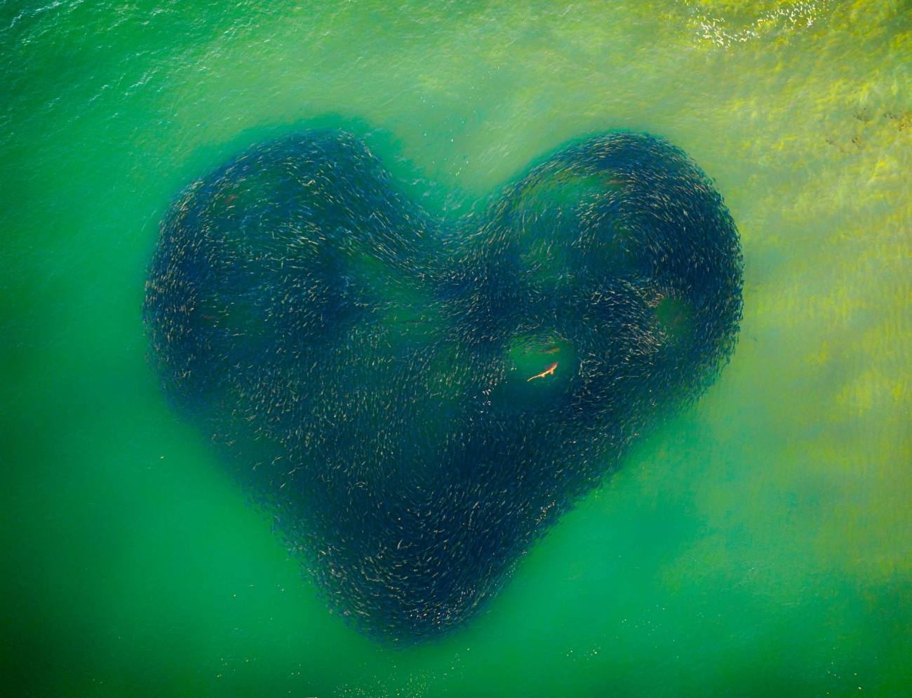 Love Heart of Nature del fotógrafo australiano Jim Picôt es el ganador absoluto de la edición 2020 del Drone Photo Awards. El disparo inmortaliza un banco de salmones en Australia, formando un corazón con un tiburón nadando en su interior.