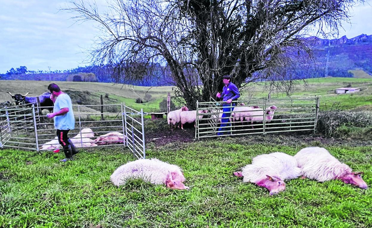 Algunos de los animales fueron encontrados muertos en la mañana de ayer por su cuidador, Julio Gutiérrez (a la izquierda).