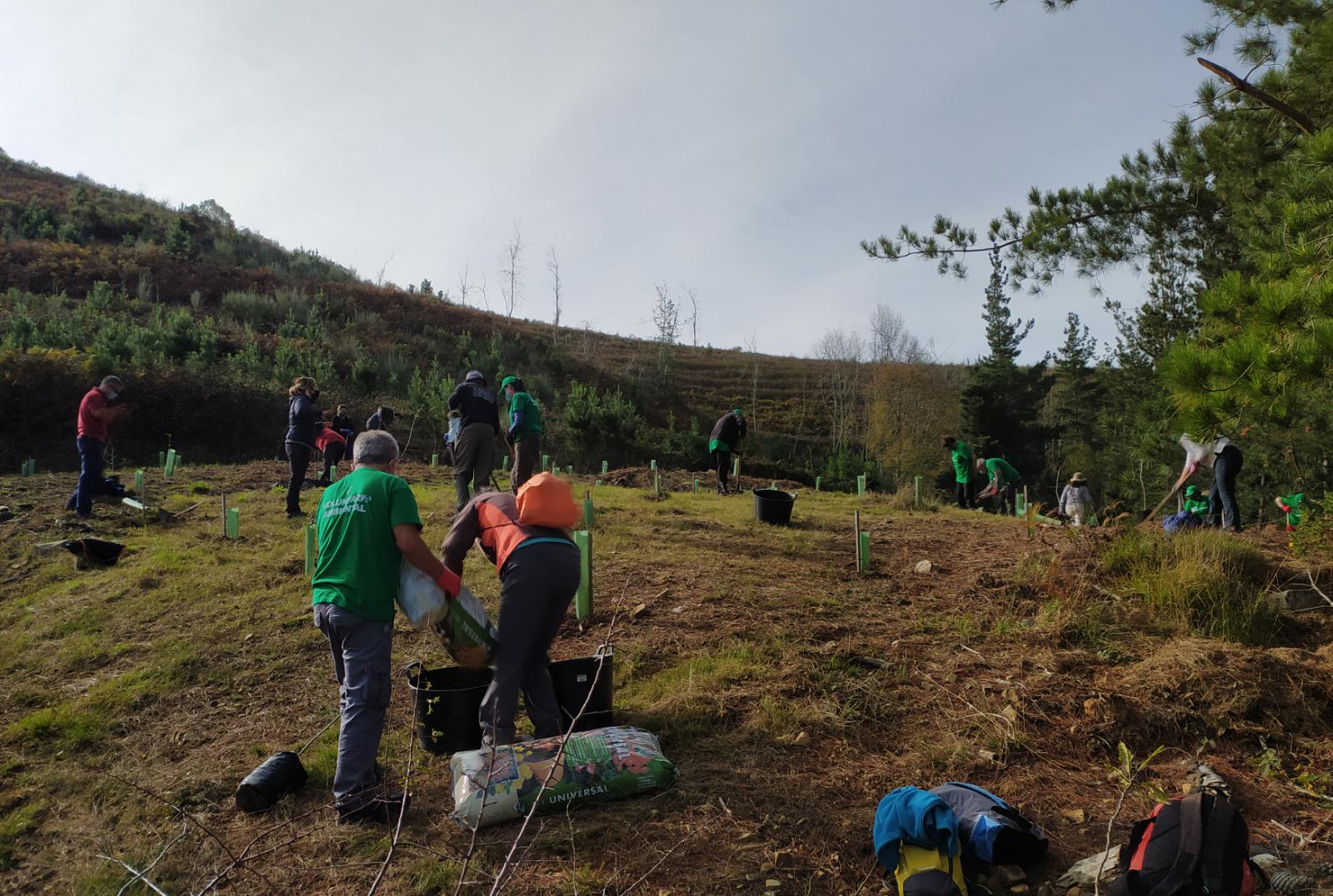 Durante una nueva jornada de voluntariado ambiental se plantaron 60 nuevos pies de distintos tamaños entre alcornocales, manzanos y perales silvestres. La actividad se enmarca dentro del programa 'Provoca' en el municipio de Cillorigo de Liébana