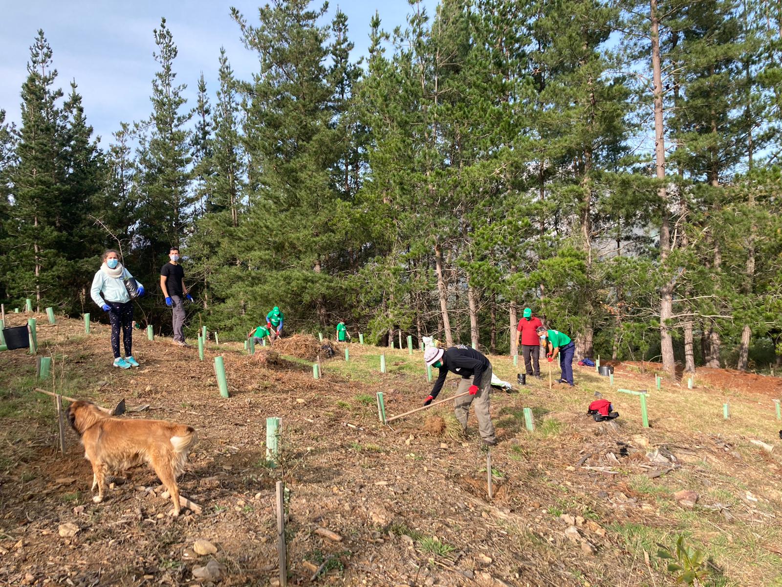 Durante una nueva jornada de voluntariado ambiental se plantaron 60 nuevos pies de distintos tamaños entre alcornocales, manzanos y perales silvestres. La actividad se enmarca dentro del programa 'Provoca' en el municipio de Cillorigo de Liébana