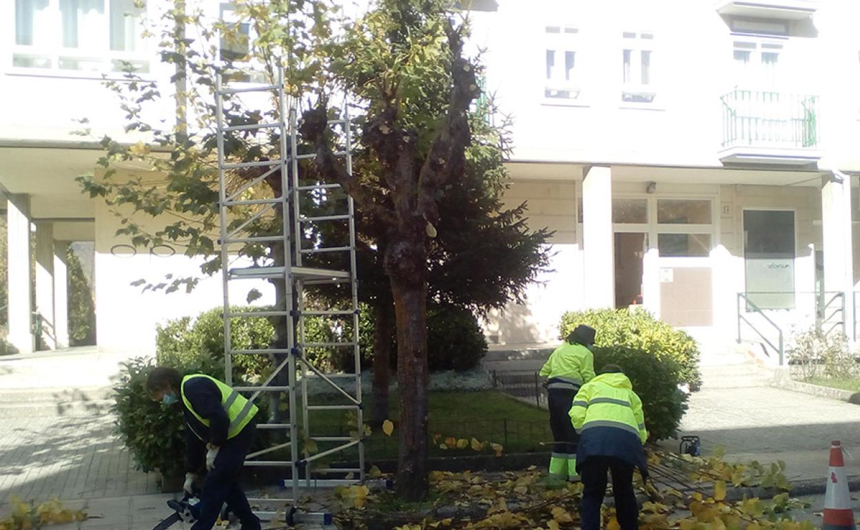 Trabajadores podando los árboles de la calle Emilio Valle.