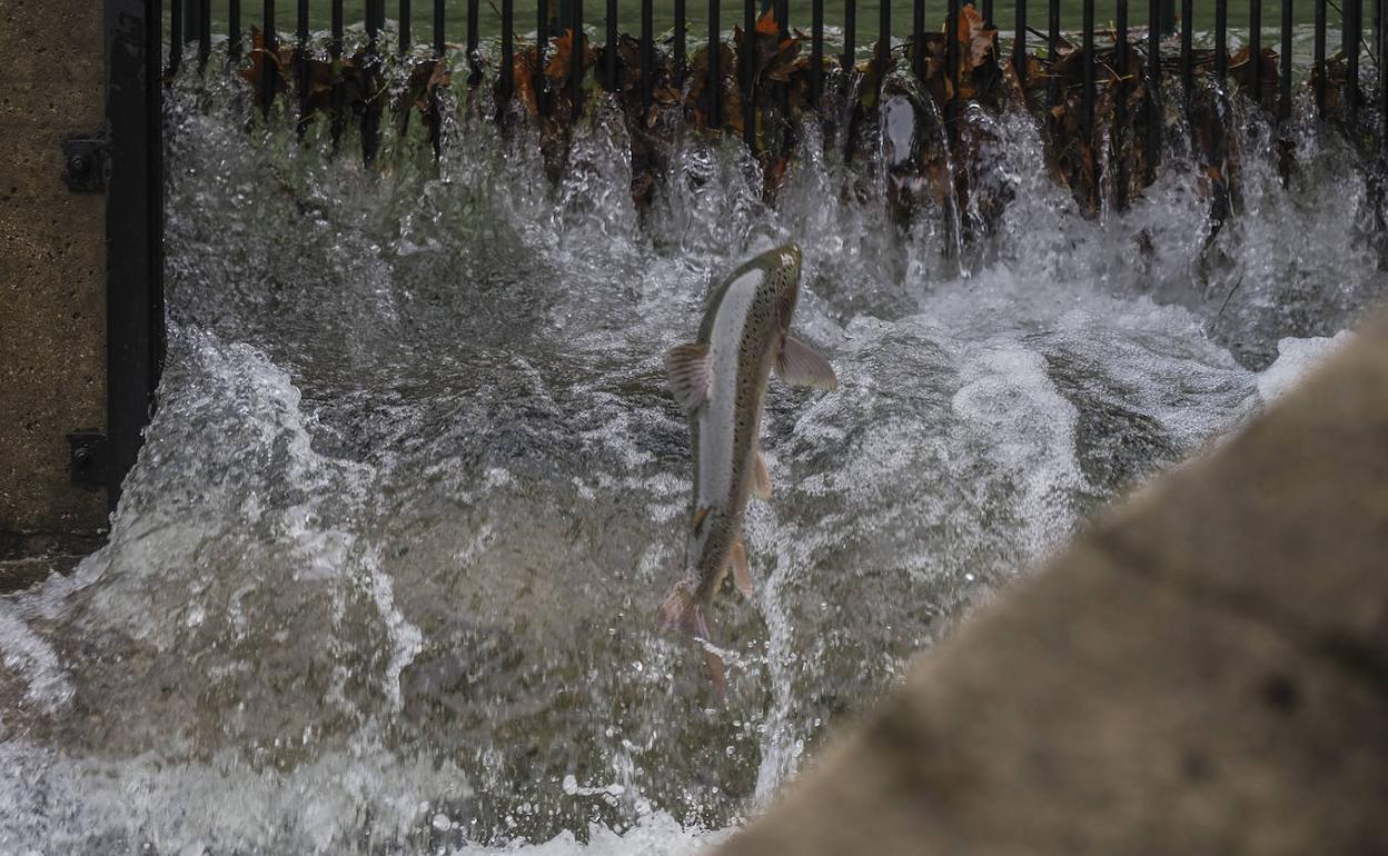 La temporada de pesca continental se abrirá el 21 abril 2021 y se reduce a dos el cupo de salmones por pescador