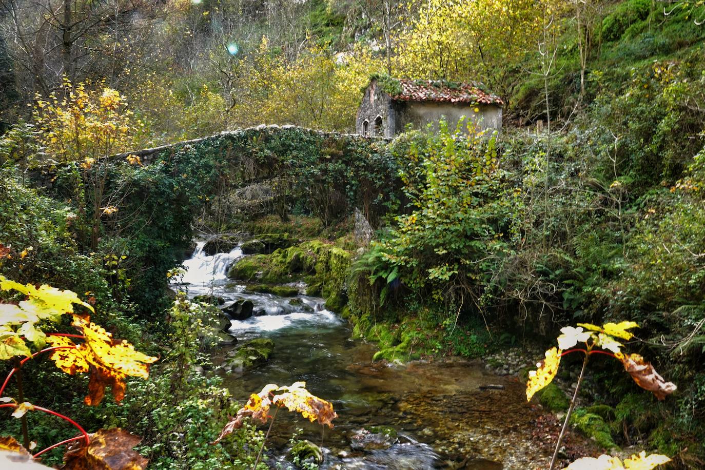 Los colores del otoño, e incluso el blanco de la nieve, ya han teñido algunos de los rincones de los Picos de Europa, uno de los lugares más imponentes enclavados entre Cantabria, Asturias y León. En este espacio encontraremos las cumbres más altas de la Cordillera Cantábrica como la más emblemática: el Picu Urriellu o Naranjo de Bulnes con sus 2.519 metros de altitud. Un total de 67.127 hectáreas que conforman una de las mejores reservas mundiales de los ecosistemas ligados al bosque atlántico.