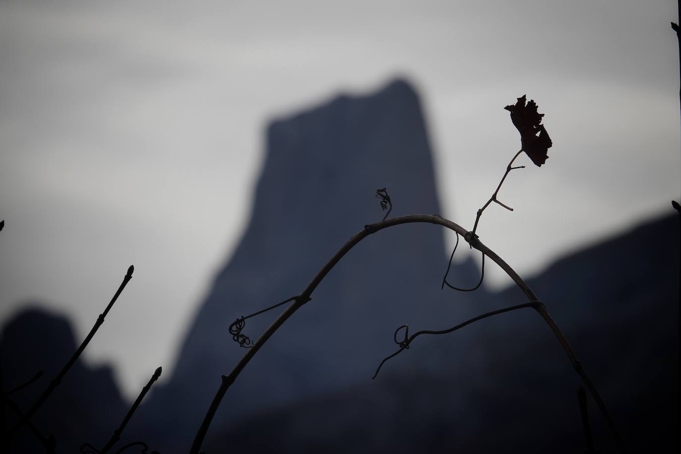 Los colores del otoño, e incluso el blanco de la nieve, ya han teñido algunos de los rincones de los Picos de Europa, uno de los lugares más imponentes enclavados entre Cantabria, Asturias y León. En este espacio encontraremos las cumbres más altas de la Cordillera Cantábrica como la más emblemática: el Picu Urriellu o Naranjo de Bulnes con sus 2.519 metros de altitud. Un total de 67.127 hectáreas que conforman una de las mejores reservas mundiales de los ecosistemas ligados al bosque atlántico.