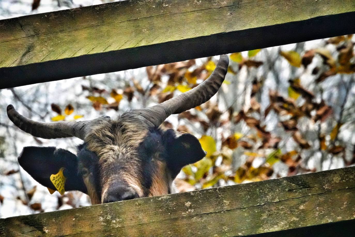 Los colores del otoño, e incluso el blanco de la nieve, ya han teñido algunos de los rincones de los Picos de Europa, uno de los lugares más imponentes enclavados entre Cantabria, Asturias y León. En este espacio encontraremos las cumbres más altas de la Cordillera Cantábrica como la más emblemática: el Picu Urriellu o Naranjo de Bulnes con sus 2.519 metros de altitud. Un total de 67.127 hectáreas que conforman una de las mejores reservas mundiales de los ecosistemas ligados al bosque atlántico.