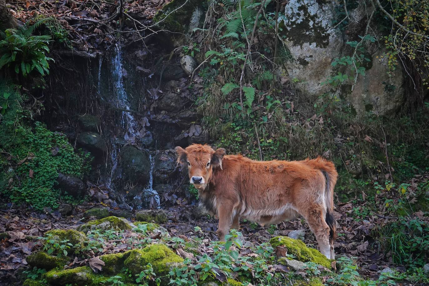 Los colores del otoño, e incluso el blanco de la nieve, ya han teñido algunos de los rincones de los Picos de Europa, uno de los lugares más imponentes enclavados entre Cantabria, Asturias y León. En este espacio encontraremos las cumbres más altas de la Cordillera Cantábrica como la más emblemática: el Picu Urriellu o Naranjo de Bulnes con sus 2.519 metros de altitud. Un total de 67.127 hectáreas que conforman una de las mejores reservas mundiales de los ecosistemas ligados al bosque atlántico.