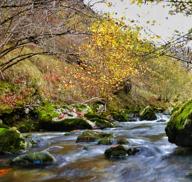 Los colores del otoño, e incluso el blanco de la nieve, ya han teñido algunos de los rincones de los Picos de Europa, uno de los lugares más imponentes enclavados entre Cantabria, Asturias y León. En este espacio encontraremos las cumbres más altas de la Cordillera Cantábrica como la más emblemática: el Picu Urriellu o Naranjo de Bulnes con sus 2.519 metros de altitud. Un total de 67.127 hectáreas que conforman una de las mejores reservas mundiales de los ecosistemas ligados al bosque atlántico.