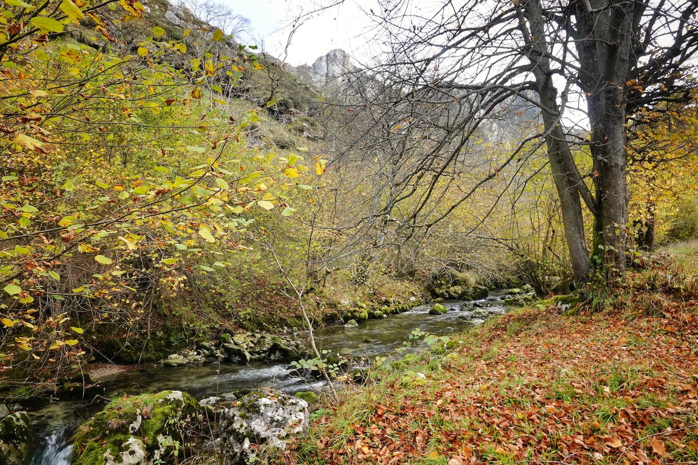 Los colores del otoño, e incluso el blanco de la nieve, ya han teñido algunos de los rincones de los Picos de Europa, uno de los lugares más imponentes enclavados entre Cantabria, Asturias y León. En este espacio encontraremos las cumbres más altas de la Cordillera Cantábrica como la más emblemática: el Picu Urriellu o Naranjo de Bulnes con sus 2.519 metros de altitud. Un total de 67.127 hectáreas que conforman una de las mejores reservas mundiales de los ecosistemas ligados al bosque atlántico.