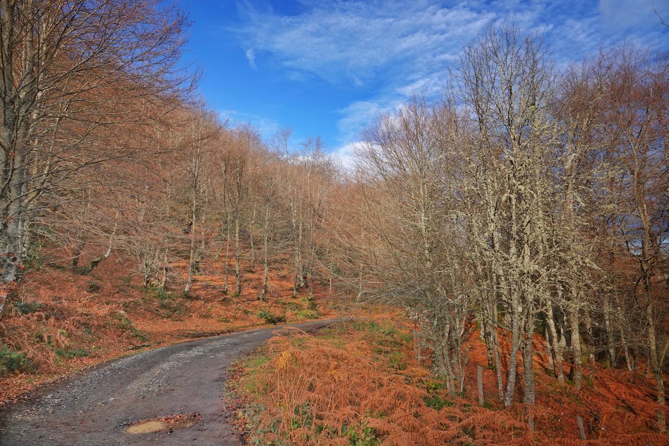 Los colores del otoño, e incluso el blanco de la nieve, ya han teñido algunos de los rincones de los Picos de Europa, uno de los lugares más imponentes enclavados entre Cantabria, Asturias y León. En este espacio encontraremos las cumbres más altas de la Cordillera Cantábrica como la más emblemática: el Picu Urriellu o Naranjo de Bulnes con sus 2.519 metros de altitud. Un total de 67.127 hectáreas que conforman una de las mejores reservas mundiales de los ecosistemas ligados al bosque atlántico.