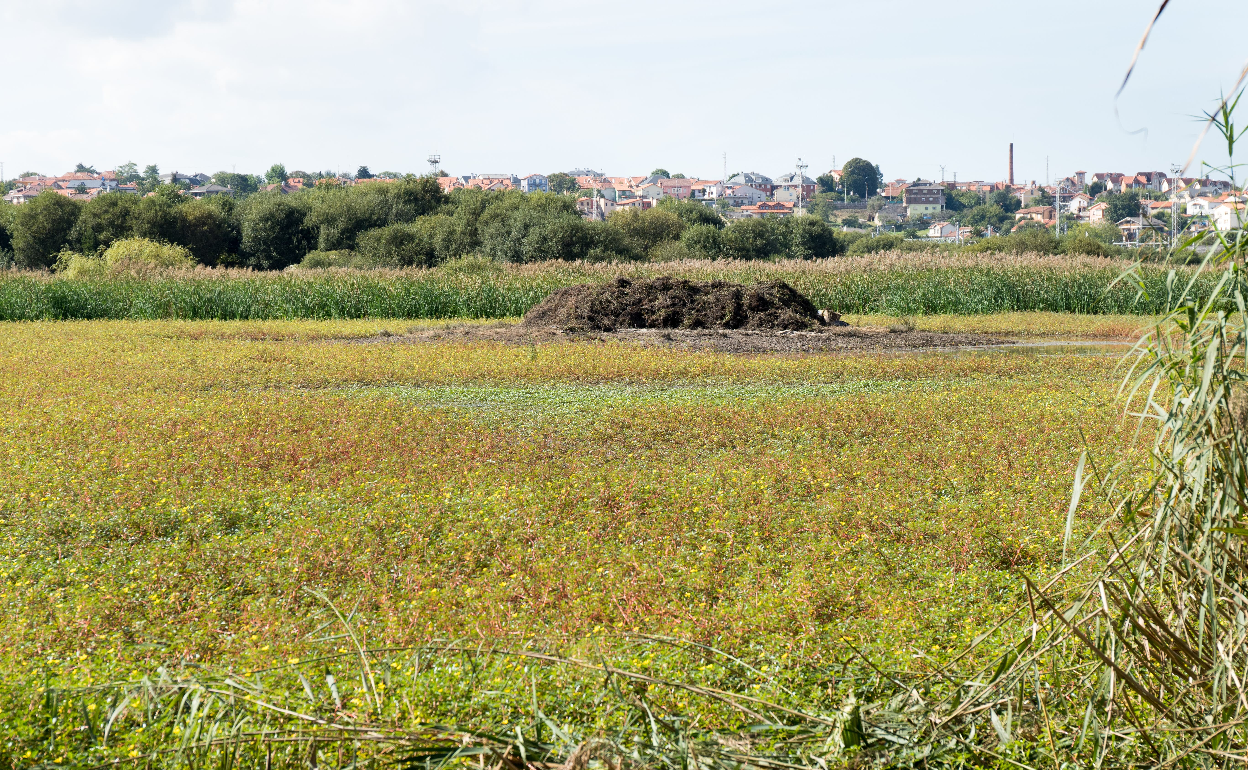 Una vista de la 'Ludwigia Peploides', en una imagen tomada durante los trabajos de control de la FNYH.