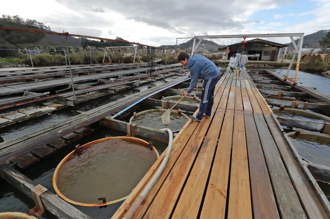 Un trabajador de Sonrionansa, en enero de 2018, al año de empezar la nueva andadura tras la liquidación de Tinamenor. 