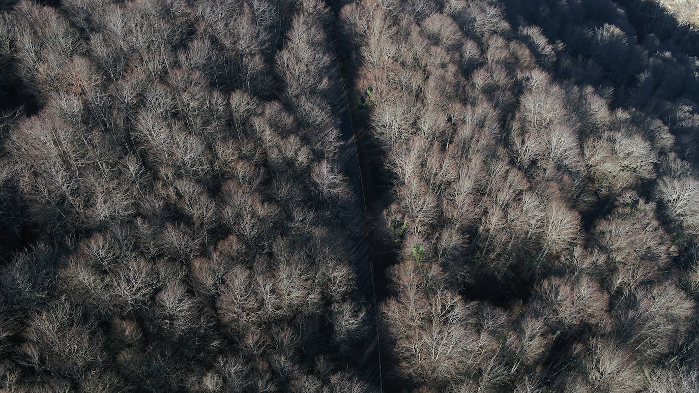 Con una extensión de cerca de 25.000 hectáreas, el Parque Natural del Saja-Besaya es el más extenso de Cantabria. El recorrido es un lujo para los sentidos, más aún en esta época del año que las de masas de hayas y robles están en pleno cambio de color. El recorrido es un lujo para los sentidos, más aún en otoño y ya ha venido algún temporal que proporcione agua a los ríos y arroyos. En gran parte del recorrido se escucha la música del río Argoza 