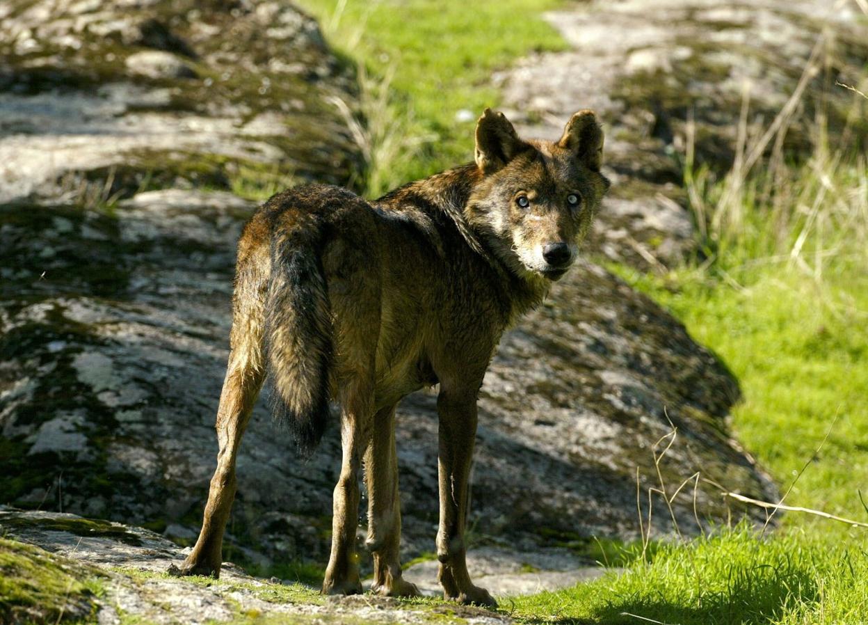 Imagen de archivo de un lobo ibérico en España. paul hanna