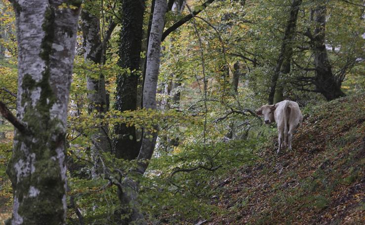 Paseo otoñal por el valle Saja-Besaya