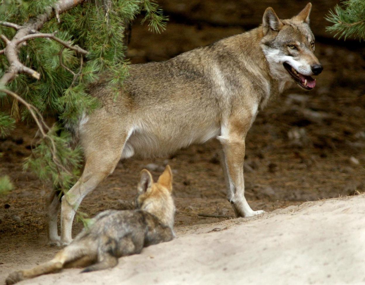 Un ejemplar de lobo ibérico, con su cachorro. DM