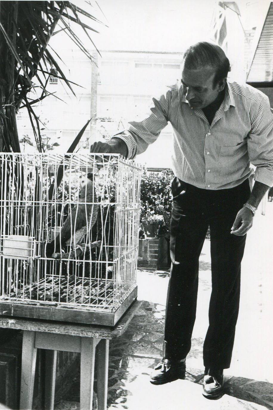 1988. Juan Hormaechea Cazón dando de comer a un loro.