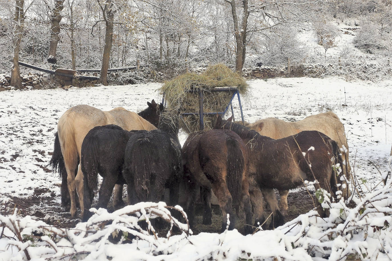 Fotos: La nieve cubre Campoo