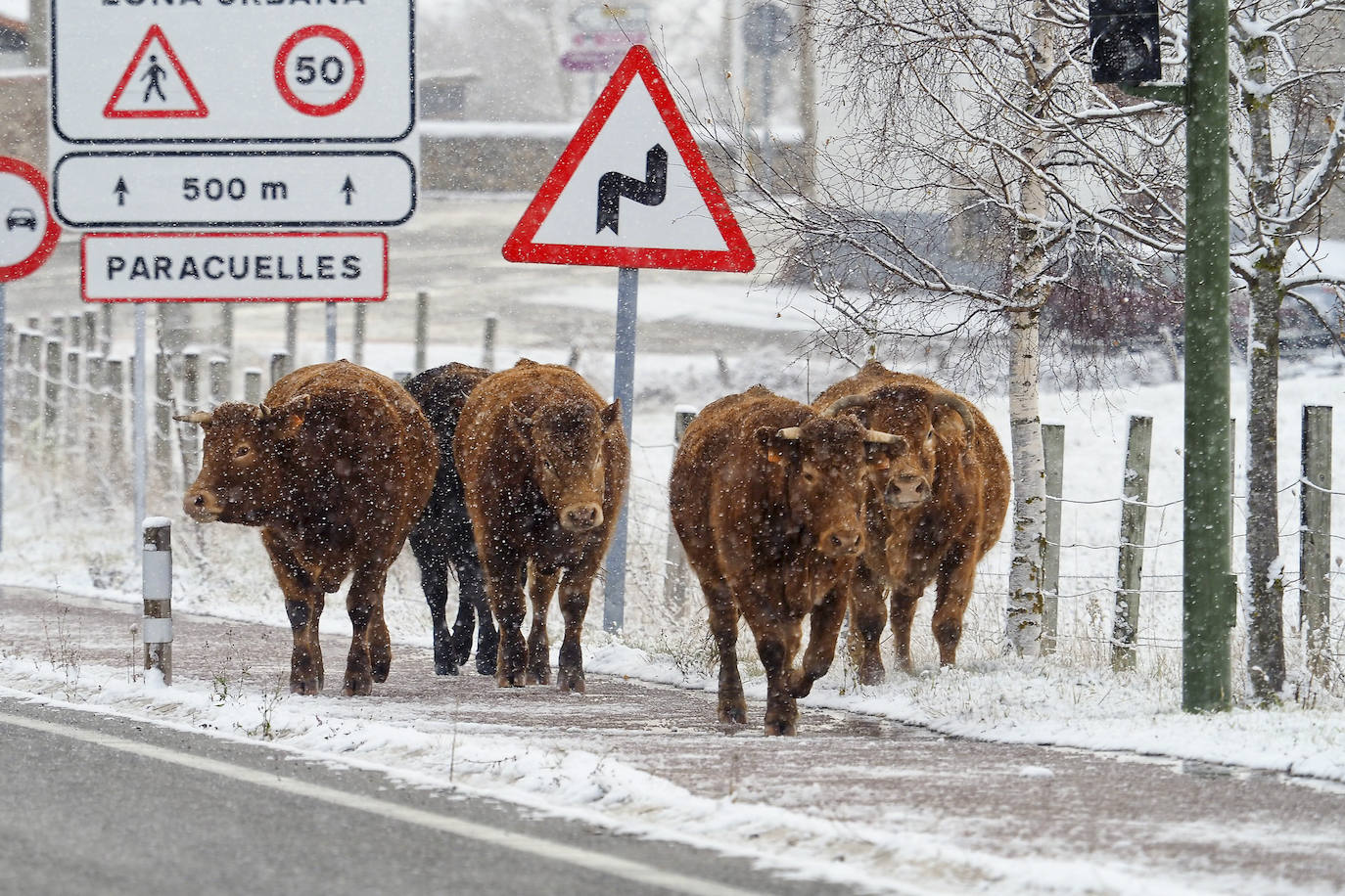 Fotos: La nieve cubre Campoo