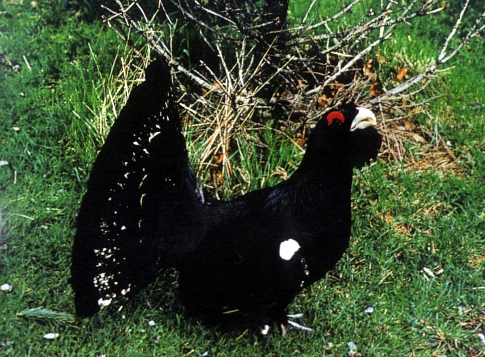 El urogallo, ave de aspecto imponente y de llamativo comportamiento nupcial, representa uno de los emblemas de conservación de los bosques de montaña.