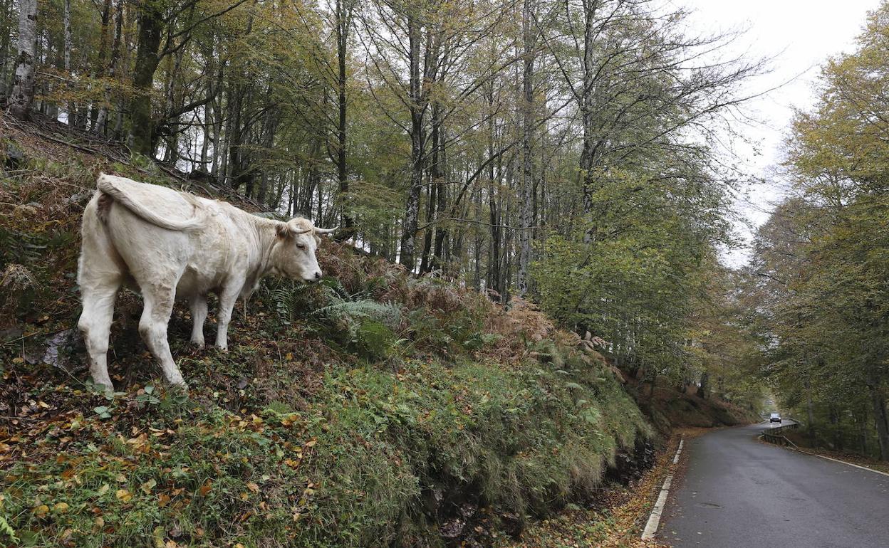 La IGP 'Carne de Cantabria' se ampliará a cuatro razas bovinas