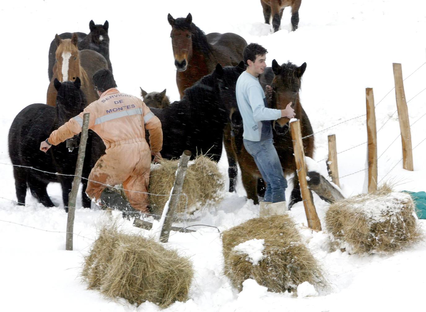 Enero de 2007. Nevada en La Costana. Un ganadero y su hijo intentan calmar la ansiedad de sus yeguas.