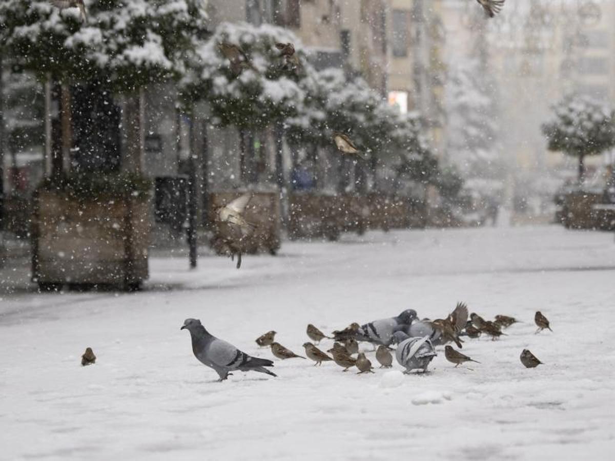 Unas palomas sobre la nieve en el centro de Cuenca este viernes. 