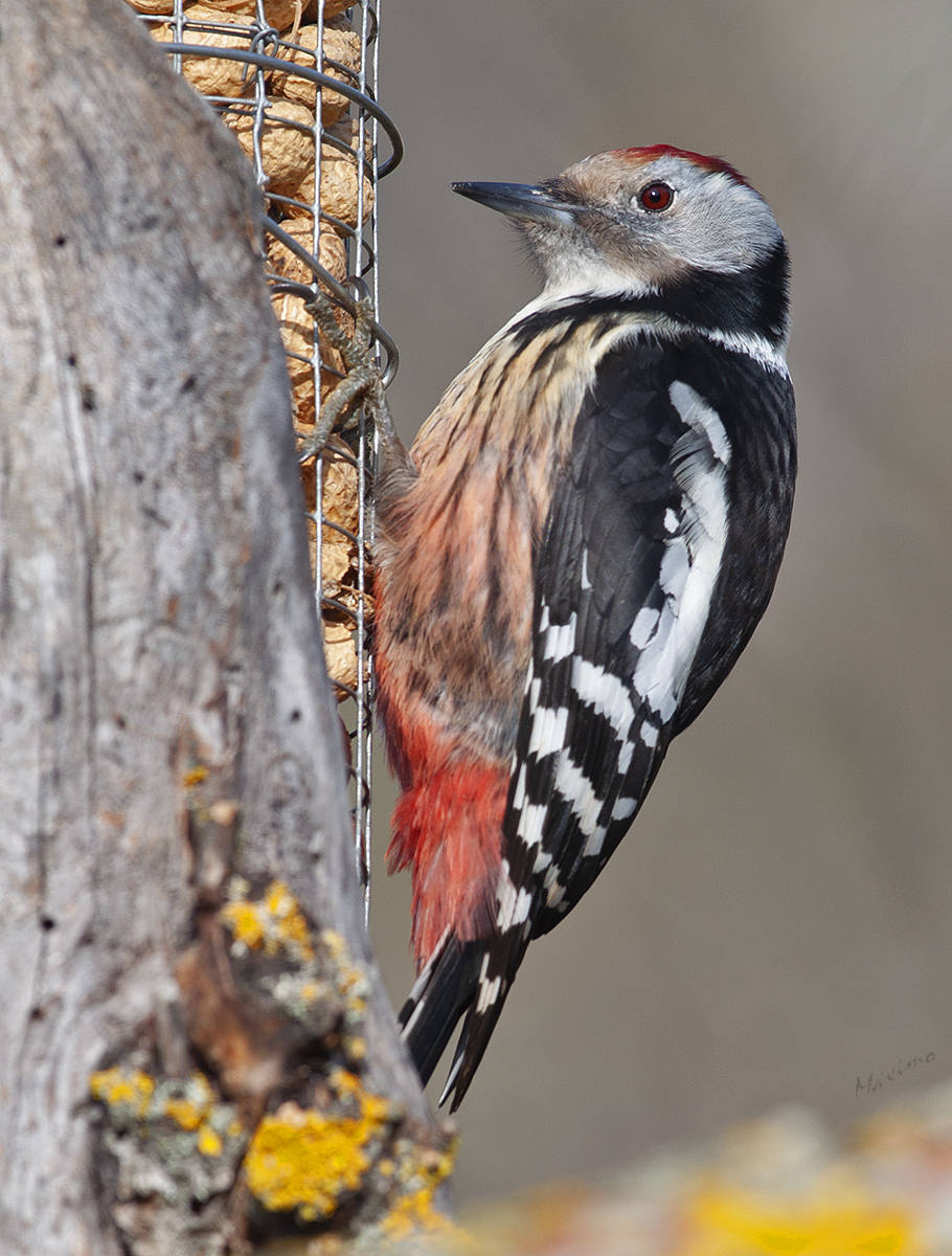 Pico mediano comiendo en un comedero con cacahuetes. 