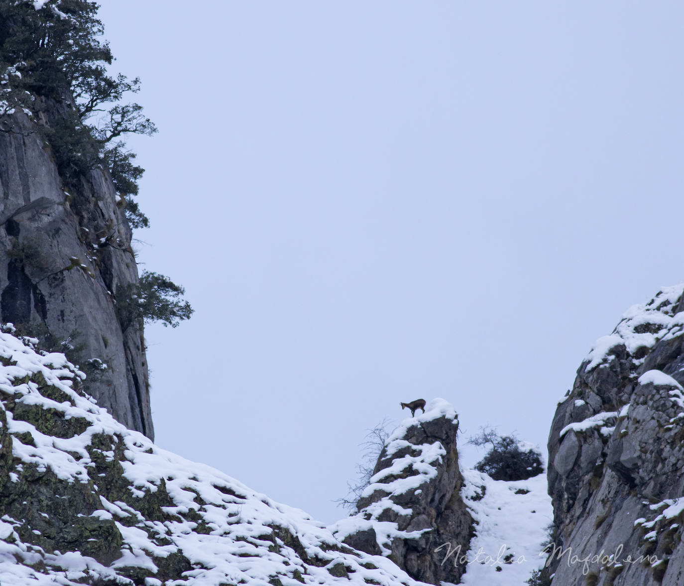 Un rebeco estos días por Picos de Europa.