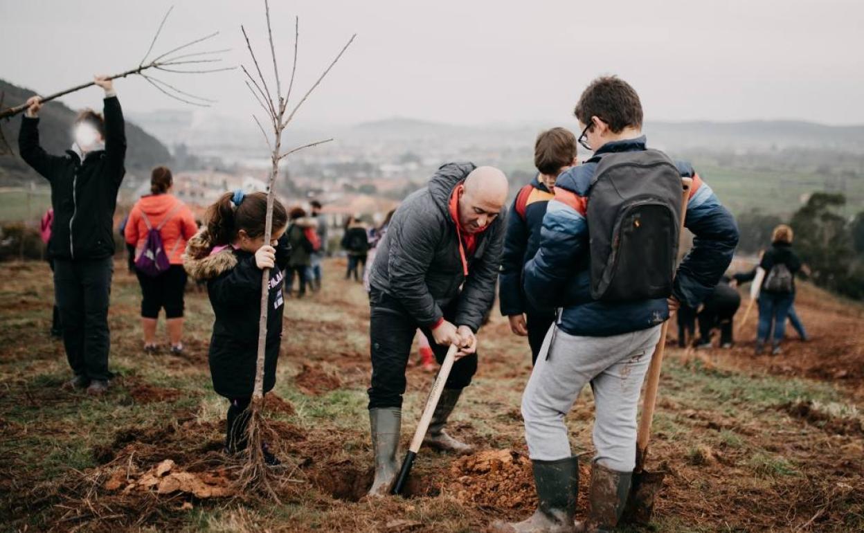 Plantación de cerezos en 2020.