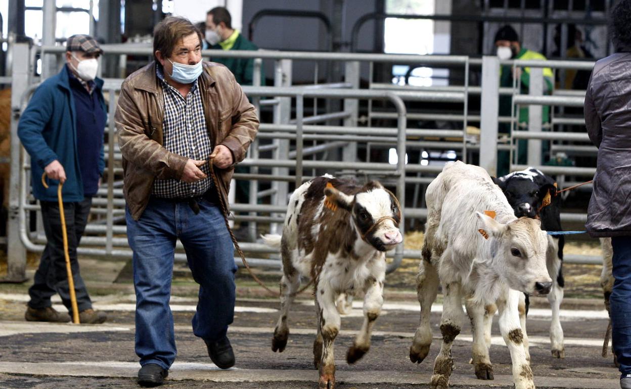 Un ganadero conduce unos terneros en el Ferial de Torrelavega.