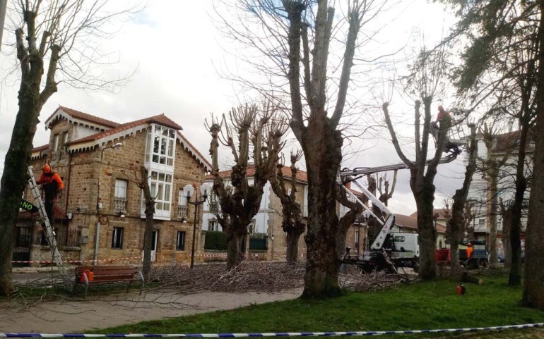 Reinosa inicia el saneamiento y poda de los árboles de Cupido, donde hay más de una decena muertos