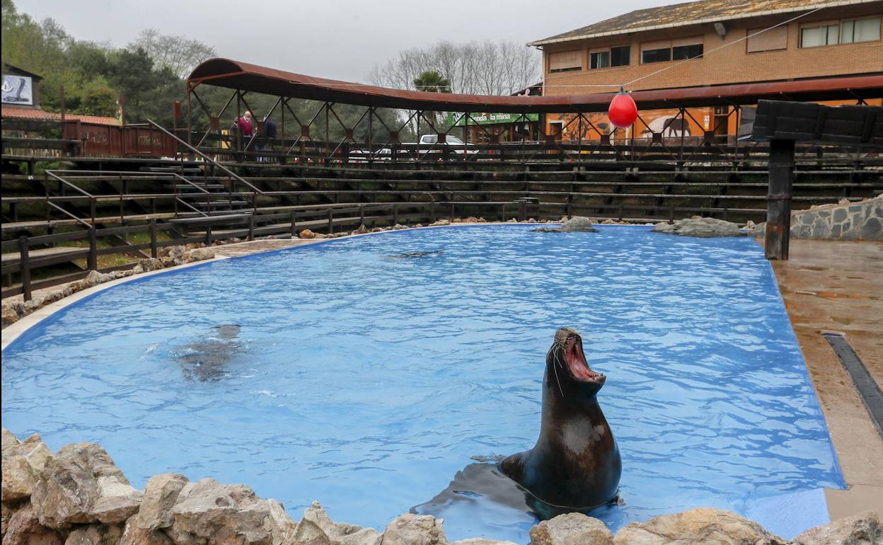 Una foca ruge en el hoy desértico Parque de Cabárceno, buque insignia del turismo de Cantabria y siempre abarrotado en Semana Santa. 