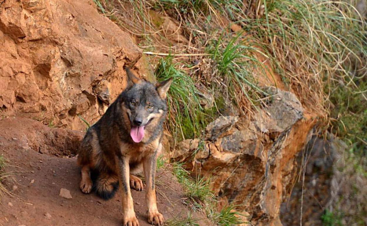 El ministro Planas choca con Ribera: «No estoy de acuerdo con la protección especial del lobo»