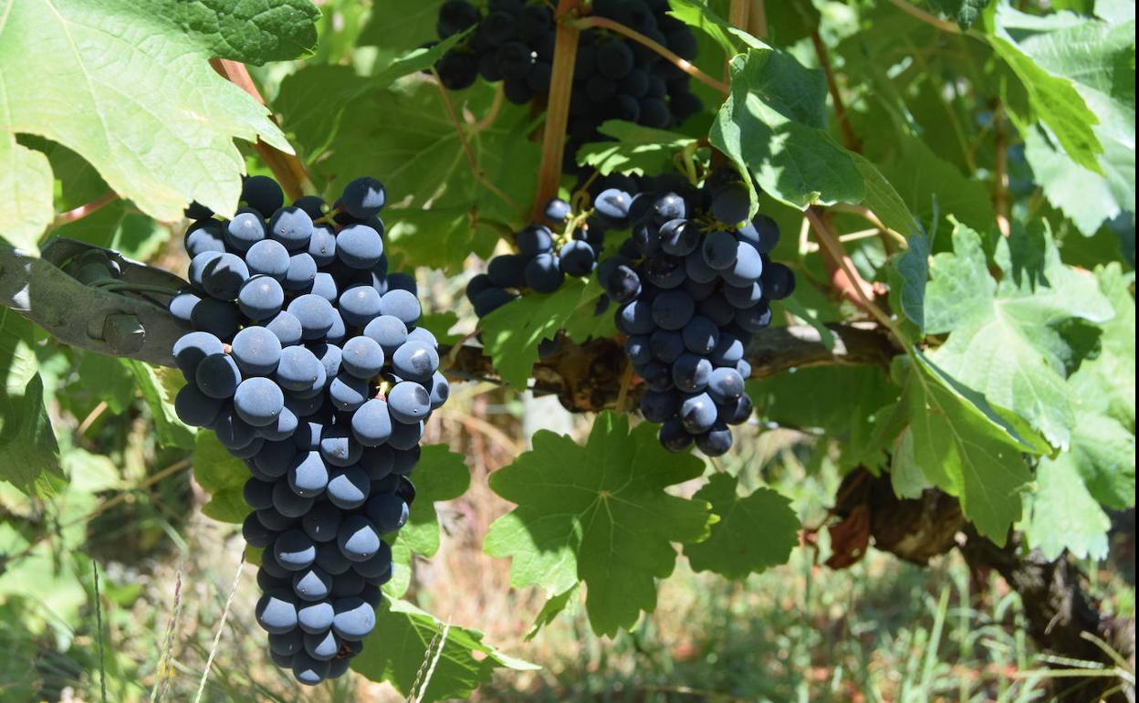 Podemos encontrar taninos en las uvas tintas. 