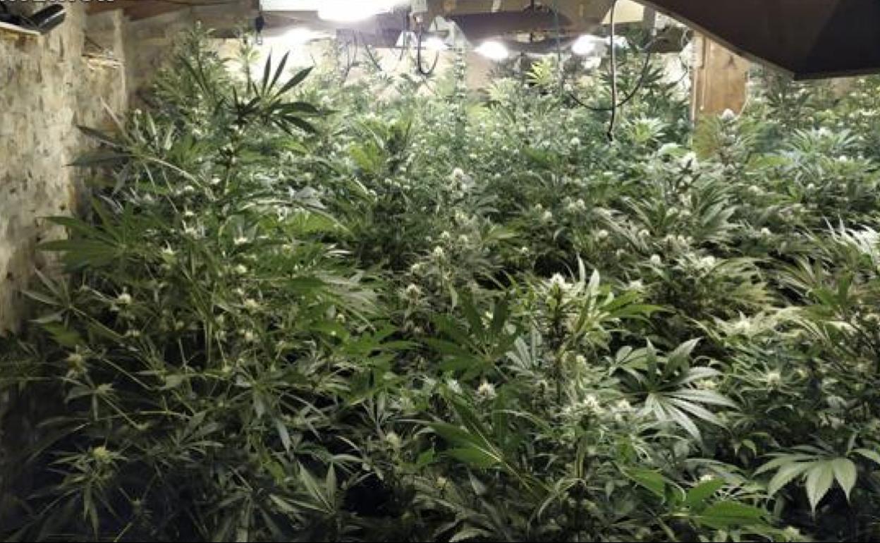 Imagen de archivo de una plantación indoor