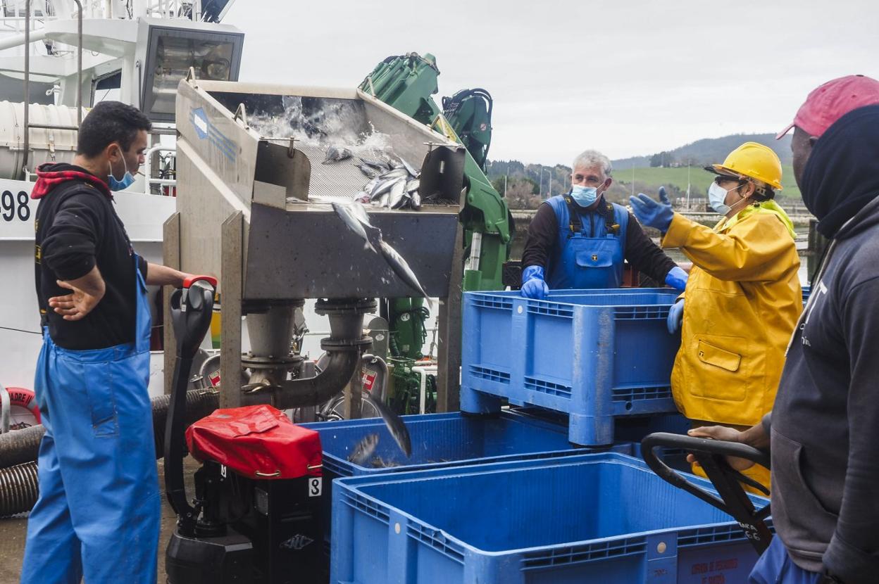 Pescadores descargando chicharro la pasada semana en el puerto de Santoña. 